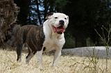 BOULEDOGUE AMERICAIN 091